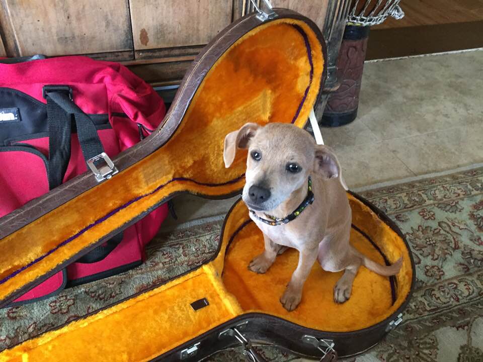Banjo in banjo case