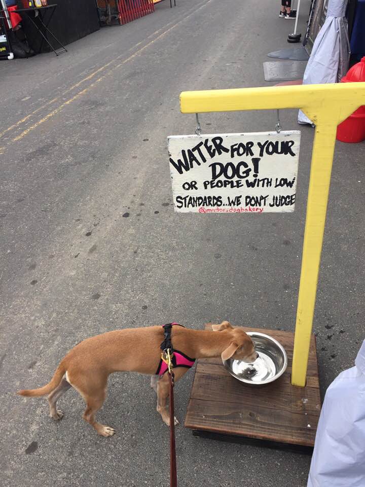 Banjo water for dogs