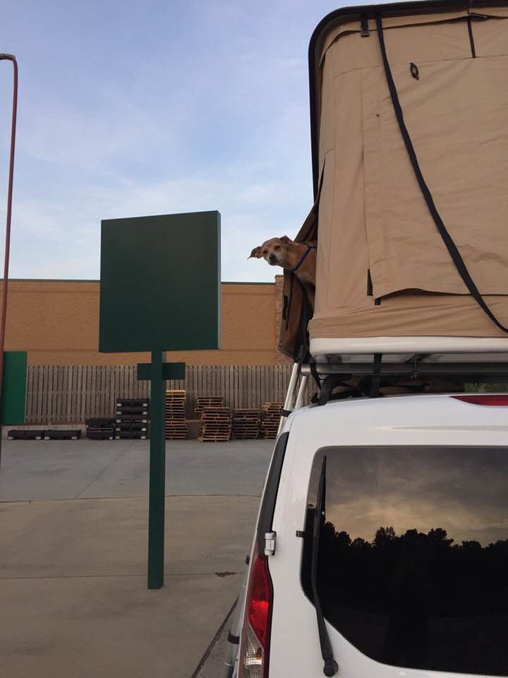 Banjo puppy in roof tent