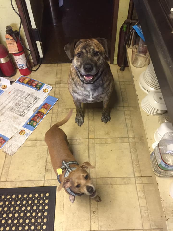 two dogs