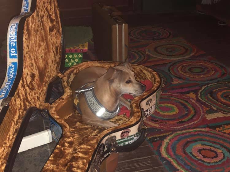 dog in guitar case