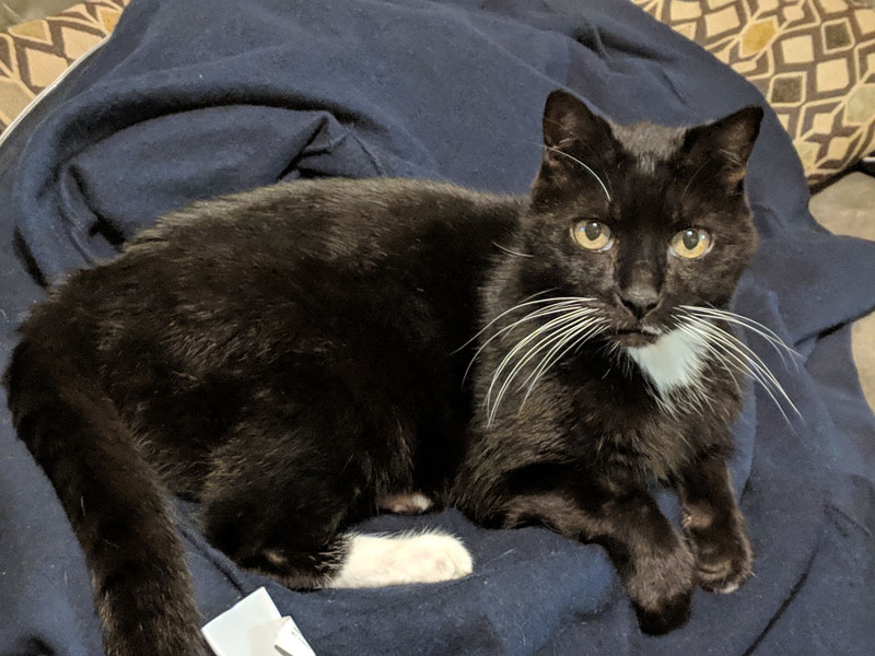 Edward black cat